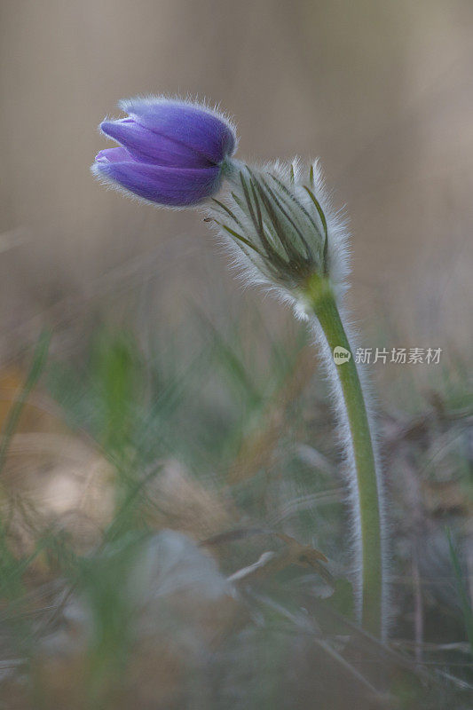 白头翁(pulsatila grandis)